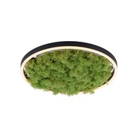 GREEN RITUS 15391-66