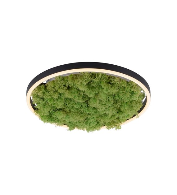 GREEN RITUS 15391-66